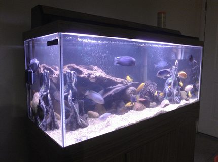 20 gallons freshwater fish tank (mostly fish and non-living decorations) - about 75 gallons with lots of mix cichlids
4 blue colbalt
2 red zebra
7 electric yellow
3 blue dolphins
3 red jewels
a few different peacocks
small electriblues 20 gallons freshwater fish tank (mostly fish and non-living decorations) - about 75 gallons with lots of mix cichlids
4 blue colbalt
2 red zebra
7 electric yellow
3 blue dolphins
3 red jewels
a few different peacocks
small electriblues