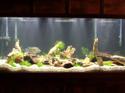 220 gallons freshwater fish tank (mostly fish and non-living decorations) - Front1 220 gallons freshwater fish tank (mostly fish and non-living decorations) - Front1
