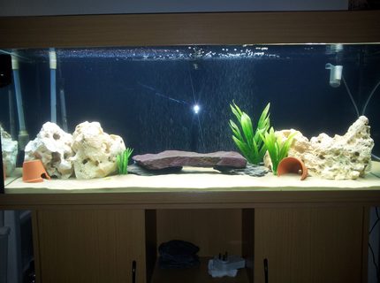 52 gallons freshwater fish tank (mostly fish and non-living decorations) - Lake Malawi Tank 52 gallons freshwater fish tank (mostly fish and non-living decorations) - Lake Malawi Tank