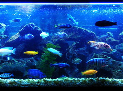 Rated #2: 60 Gallons Freshwater Fish Tank - My main African mixed tank is doing very well. Several breedings have been happening constantly, and keeping me very busy as well. I added a couple more Synodontis Multipunctatus (My all time favorite Cat) and I Rated #2: 60 Gallons Freshwater Fish Tank - My main African mixed tank is doing very well. Several breedings have been happening constantly, and keeping me very busy as well. I added a couple more Synodontis Multipunctatus (My all time favorite Cat) and I'm hoping for some spawns from them. My Electric Blue is holding again for her second time, I can't wait for them! I'm in the works of getting my father's tank to replace this one, just gotta figure out how to get it over to my place.
My Electric Blue couple just released 42 fry, plus the 3 babies I could only save from the first batch. I can't wait for these guys to get bigger.