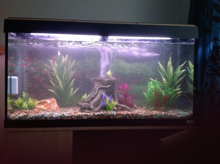 44 gallons freshwater fish tank (mostly fish and non-living decorations) - Tank in mid cycle, no fish yet 44 gallons freshwater fish tank (mostly fish and non-living decorations) - Tank in mid cycle, no fish yet