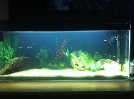 23 gallons freshwater fish tank (mostly fish and non-living decorations) 23 gallons freshwater fish tank (mostly fish and non-living decorations)