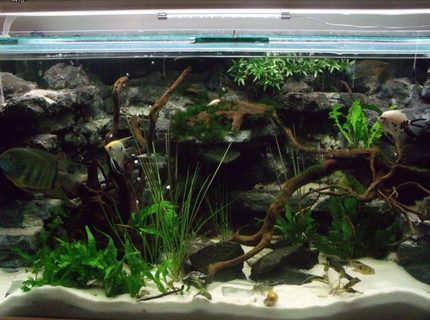 Rated #7: 105 Gallons Freshwater Fish Tank - my 4ft x 2ft x2ft communal tank Rated #7: 105 Gallons Freshwater Fish Tank - my 4ft x 2ft x2ft communal tank