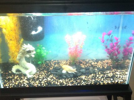 20 gallons freshwater fish tank (mostly fish and non-living decorations) - My week ld brand new wal-mart special. 20 gallons freshwater fish tank (mostly fish and non-living decorations) - My week ld brand new wal-mart special.