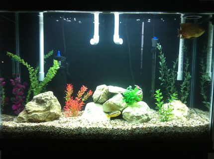 45 gallons freshwater fish tank (mostly fish and non-living decorations) - My 45 Gallon Tall Cichlid Tank. 45 gallons freshwater fish tank (mostly fish and non-living decorations) - My 45 Gallon Tall Cichlid Tank.