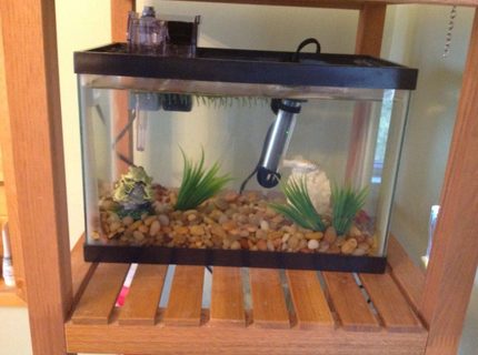 3 gallons freshwater fish tank (mostly fish and non-living decorations) - My tank is 2.5 gallons and
contains:
One female sailfin Molly,
One male orange platy,
3 or so Molly fry. 3 gallons freshwater fish tank (mostly fish and non-living decorations) - My tank is 2.5 gallons and
contains:
One female sailfin Molly,
One male orange platy,
3 or so Molly fry.