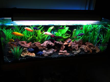 Rated #2: 60 Gallons Freshwater Fish Tank Rated #2: 60 Gallons Freshwater Fish Tank