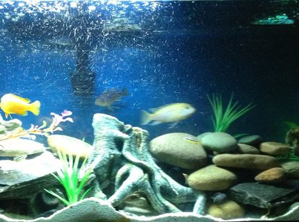 200 gallons freshwater fish tank (mostly fish and non-living decorations) - 55 gallon african cichlids 200 gallons freshwater fish tank (mostly fish and non-living decorations) - 55 gallon african cichlids