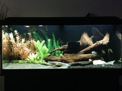 Rated #8: 75 Gallons Freshwater Fish Tank - My new tank 75gal Rated #8: 75 Gallons Freshwater Fish Tank - My new tank 75gal