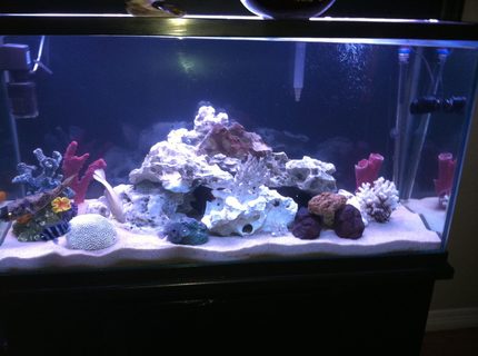 110 gallons freshwater fish tank (mostly fish and non-living decorations) - None 110 gallons freshwater fish tank (mostly fish and non-living decorations) - None