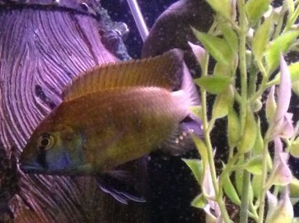 50 gallons freshwater fish tank (mostly fish and non-living decorations) - Lake Victorian happ cichlid 50 gallons freshwater fish tank (mostly fish and non-living decorations) - Lake Victorian happ cichlid