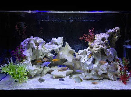 58 gallons freshwater fish tank (mostly fish and non-living decorations) - various cichlids & tropicals 58 gallons freshwater fish tank (mostly fish and non-living decorations) - various cichlids & tropicals