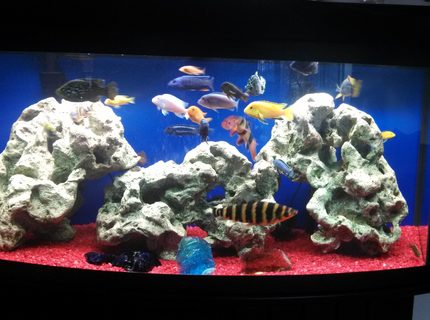 72 gallons freshwater fish tank (mostly fish and non-living decorations) - My 72 gallon bow front, mostly African Cichlid. Comments welcome! I'm always looking for ideas. 72 gallons freshwater fish tank (mostly fish and non-living decorations) - My 72 gallon bow front, mostly African Cichlid. Comments welcome! I'm always looking for ideas.