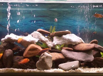45 gallons freshwater fish tank (mostly fish and non-living decorations) - 4ft freshwater water aquarium with approx 18 mixed african cichlids and 1 clown loach and 1 cuckoo catfish. 45 gallons freshwater fish tank (mostly fish and non-living decorations) - 4ft freshwater water aquarium with approx 18 mixed african cichlids and 1 clown loach and 1 cuckoo catfish.