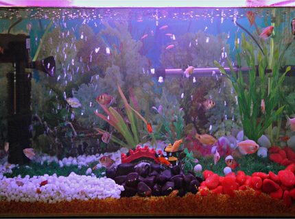 37 gallons freshwater fish tank (mostly fish and non-living decorations) - My First Fresh Water Aquarium(30 Gal) 37 gallons freshwater fish tank (mostly fish and non-living decorations) - My First Fresh Water Aquarium(30 Gal)