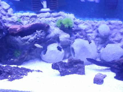 90 gallons freshwater fish tank (mostly fish and non-living decorations) - African cichlid tank 90 gallons freshwater fish tank (mostly fish and non-living decorations) - African cichlid tank