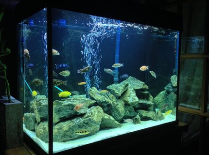44 gallons freshwater fish tank (mostly fish and non-living decorations) - New Tank Set-up 44 gallons freshwater fish tank (mostly fish and non-living decorations) - New Tank Set-up
