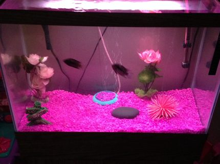 90 gallons freshwater fish tank (mostly fish and non-living decorations) - My Daughters First Fish Tank. She's 4 years old and wants to be like Daddy :) 90 gallons freshwater fish tank (mostly fish and non-living decorations) - My Daughters First Fish Tank. She's 4 years old and wants to be like Daddy :)