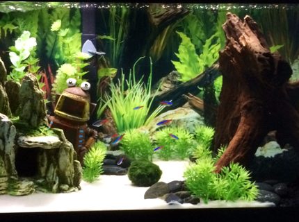 20 gallons freshwater fish tank (mostly fish and non-living decorations) - 20 Gallon-Long tank in my cubicle at work. 20 gallons freshwater fish tank (mostly fish and non-living decorations) - 20 Gallon-Long tank in my cubicle at work.