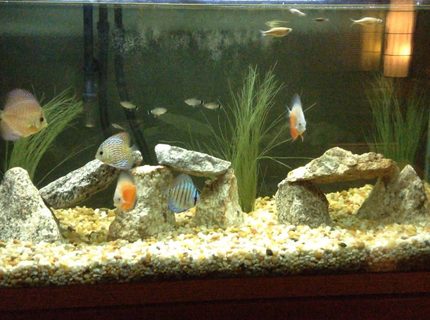 90 gallons freshwater fish tank (mostly fish and non-living decorations) - Discus 90 gallons freshwater fish tank (mostly fish and non-living decorations) - Discus