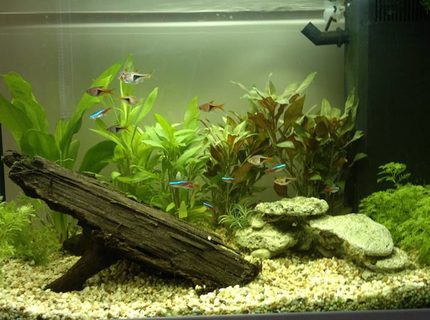 19 gallons freshwater fish tank (mostly fish and non-living decorations) - 8 neon tetras, 8 harlies 19 gallons freshwater fish tank (mostly fish and non-living decorations) - 8 neon tetras, 8 harlies