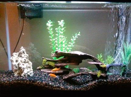 50 gallons freshwater fish tank (mostly fish and non-living decorations) 50 gallons freshwater fish tank (mostly fish and non-living decorations)