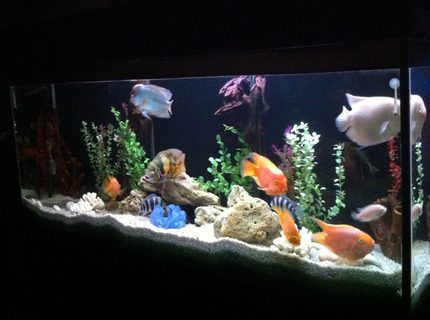 140 gallons freshwater fish tank (mostly fish and non-living decorations) - My fish tank... 140 gallons freshwater fish tank (mostly fish and non-living decorations) - My fish tank...