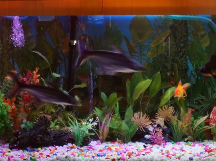250 gallons freshwater fish tank (mostly fish and non-living decorations) - 100 G Freshwater Tank with some live plants. 250 gallons freshwater fish tank (mostly fish and non-living decorations) - 100 G Freshwater Tank with some live plants.