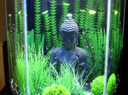 20 gallons freshwater fish tank (mostly fish and non-living decorations) - Black, Green, Grassy, Buddha, Love 20 gallons freshwater fish tank (mostly fish and non-living decorations) - Black, Green, Grassy, Buddha, Love