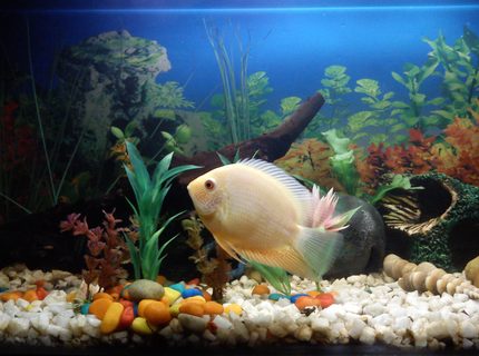 52 gallons freshwater fish tank (mostly fish and non-living decorations) - My lovely, Golden Severum..... 52 gallons freshwater fish tank (mostly fish and non-living decorations) - My lovely, Golden Severum.....