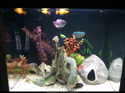 14 gallons freshwater fish tank (mostly fish and non-living decorations) - Coralife biocube 14 gallons freshwater fish tank (mostly fish and non-living decorations) - Coralife biocube