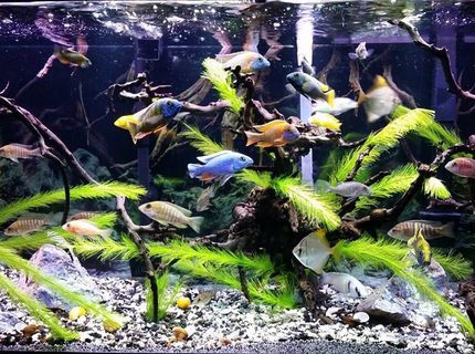 90 gallons freshwater fish tank (mostly fish and non-living decorations) - My 90g Peacock / Hap tank 90 gallons freshwater fish tank (mostly fish and non-living decorations) - My 90g Peacock / Hap tank