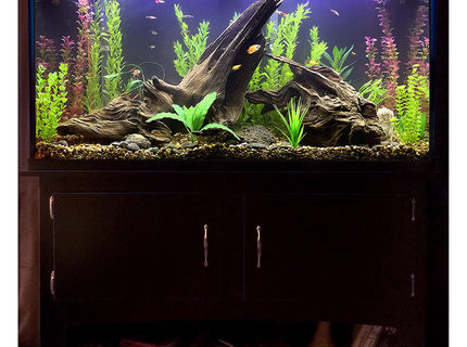Rated #2: 60 Gallons Freshwater Fish Tank - After umpteen trips to various stores for lighting, plants, fish and such, plus equally umpteen deliveries from Amazon for hardware, test kits, etc., this is where I am right now with my new tank. I wanted to create a possible scene from a lake bed in which the fish will have plenty of hiding places and hopefully feel at ease, with their comfort being my first priority, but I tried to balance that with a sort of purposely unkempt/wild look to everything (without looking like no thought was given to it, which I found is harder to do than it sounds), even though I used all artificial plants (but everything else is real, including the driftwood, riverbed gravel and rocks). It\ Rated #2: 60 Gallons Freshwater Fish Tank - After umpteen trips to various stores for lighting, plants, fish and such, plus equally umpteen deliveries from Amazon for hardware, test kits, etc., this is where I am right now with my new tank. I wanted to create a possible scene from a lake bed in which the fish will have plenty of hiding places and hopefully feel at ease, with their comfort being my first priority, but I tried to balance that with a sort of purposely unkempt/wild look to everything (without looking like no thought was given to it, which I found is harder to do than it sounds), even though I used all artificial plants (but everything else is real, including the driftwood, riverbed gravel and rocks). It's still cycling just a bit, so it's a little cloudy, but I figured it's clear enough to show enough detail to go ahead and grab a picture of it.
Visible in this one are a flame dwarf gourami, some kind of yellow-and-black-and-orange platy that I think might be pregnant, another yellow-and-orange platy, two Bolivians rams, several zebra danios, neon black tetras, a baby rainbow fish, a couple of mollies and some guppies. I have no idea where the hillstream loach is, though, but he's still in there somewhere. :)