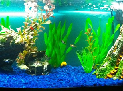 20 gallons freshwater fish tank (mostly fish and non-living decorations) - I designed this tank to be like the one from the dentist office in Finding Nemo. 20 gallons freshwater fish tank (mostly fish and non-living decorations) - I designed this tank to be like the one from the dentist office in Finding Nemo.