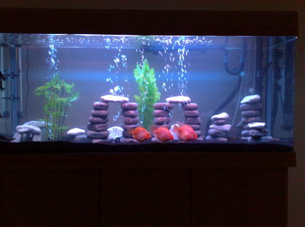 80 gallons freshwater fish tank (mostly fish and non-living decorations) - Freshwater Tank 80 gallons freshwater fish tank (mostly fish and non-living decorations) - Freshwater Tank