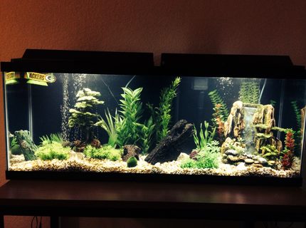 50 gallons freshwater fish tank (mostly fish and non-living decorations) - 50 gallon freshwater tank 50 gallons freshwater fish tank (mostly fish and non-living decorations) - 50 gallon freshwater tank