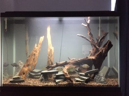 45 gallons freshwater fish tank (mostly fish and non-living decorations) - My 45 gallon tank. 45 gallons freshwater fish tank (mostly fish and non-living decorations) - My 45 gallon tank.