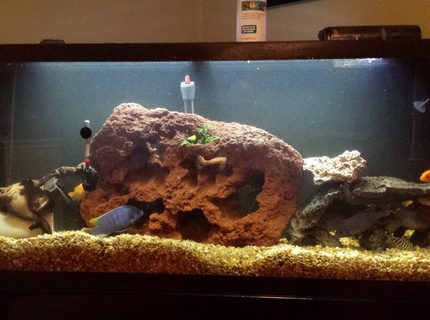 50 gallons freshwater fish tank (mostly fish and non-living decorations) - 55 gallon with new lava rock 50 gallons freshwater fish tank (mostly fish and non-living decorations) - 55 gallon with new lava rock