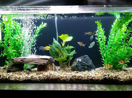 Rated #7: 35 Gallons Freshwater Fish Tank - My tank! Rated #7: 35 Gallons Freshwater Fish Tank - My tank!