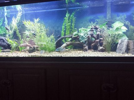 Rated #2: 75 Gallons Freshwater Fish Tank - 125 gallon south american Rated #2: 75 Gallons Freshwater Fish Tank - 125 gallon south american