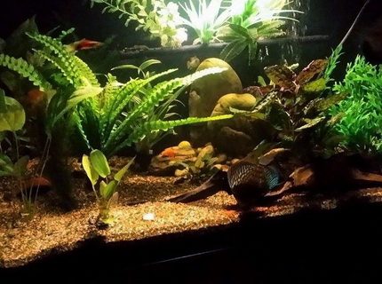Rated #5: 100 Gallons Freshwater Fish Tank - Discus tank, Amazon night light Rated #5: 100 Gallons Freshwater Fish Tank - Discus tank, Amazon night light
