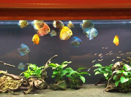Rated #8: 180 Gallons Freshwater Fish Tank - 180 Gallon Discus Rated #8: 180 Gallons Freshwater Fish Tank - 180 Gallon Discus