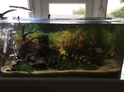 27 gallons freshwater fish tank (mostly fish and non-living decorations) - Fresh water fish 27 gallons freshwater fish tank (mostly fish and non-living decorations) - Fresh water fish