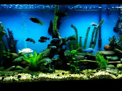 90 gallons freshwater fish tank (mostly fish and non-living decorations) 90 gallons freshwater fish tank (mostly fish and non-living decorations)