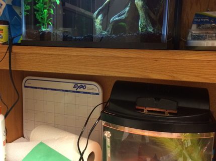 6 gallons freshwater fish tank (mostly fish and non-living decorations) - Both of my tanks...the guppy tank (5.5 gallons) and the ADF tank (2.5 gallons) 6 gallons freshwater fish tank (mostly fish and non-living decorations) - Both of my tanks...the guppy tank (5.5 gallons) and the ADF tank (2.5 gallons)