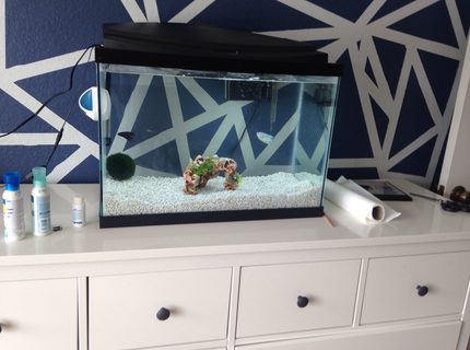 20 gallons freshwater fish tank (mostly fish and non-living decorations) - . 20 gallons freshwater fish tank (mostly fish and non-living decorations) - .