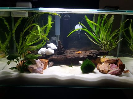 6 gallons freshwater fish tank (mostly fish and non-living decorations) - 6 Gallon - newbie to the hobby 6 gallons freshwater fish tank (mostly fish and non-living decorations) - 6 Gallon - newbie to the hobby