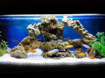 Rated #6: 34 Gallons Freshwater Fish Tank - Malawi tank setup Rated #6: 34 Gallons Freshwater Fish Tank - Malawi tank setup