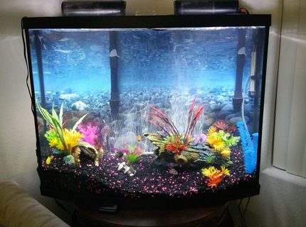 38 gallons freshwater fish tank (mostly fish and non-living decorations) - 38 gal freshwater african cichilds 38 gallons freshwater fish tank (mostly fish and non-living decorations) - 38 gal freshwater african cichilds