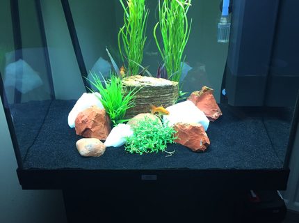 50 gallons freshwater fish tank (mostly fish and non-living decorations) - Oranda tank 50 gallons freshwater fish tank (mostly fish and non-living decorations) - Oranda tank